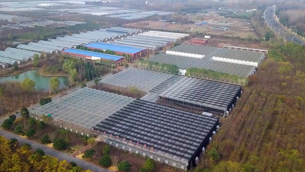 The Giant Flower Protector in The Largest Greenhouse For Chinese Lily in China