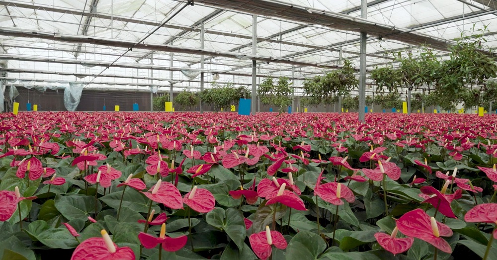 The Giant Flower Protector in The Largest Greenhouse For Chinese Lily in China
